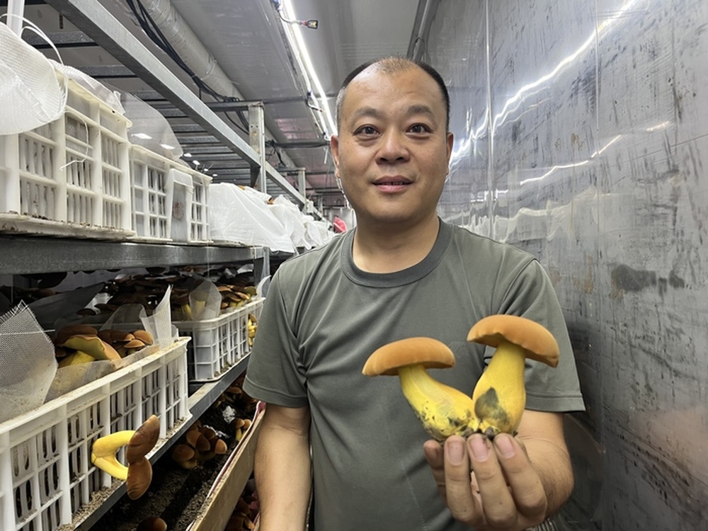 告别吃菌“看见小人”！济南成功引种无毒“人工见手青”