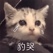 爱猫如命，却对猫猫过敏，还能养吗？目前来说，暂时没有有效治疗猫源性过敏的方法。一