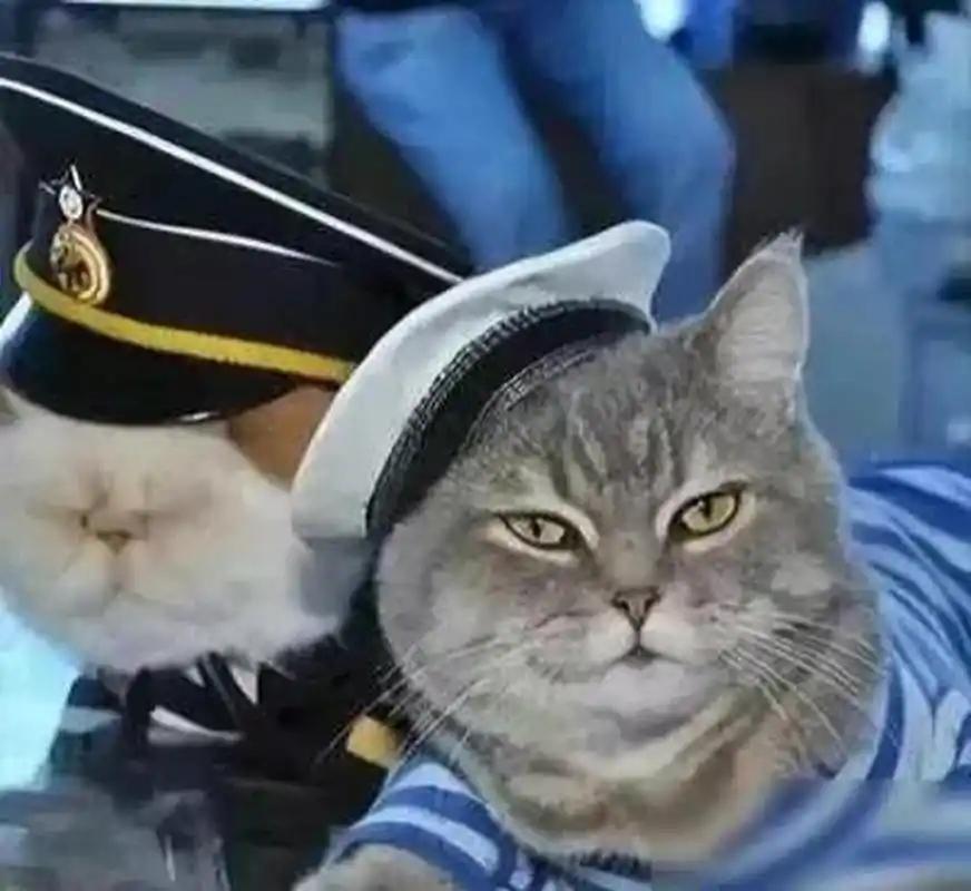 航母上为什么要养猫？是为了抓老鼠？那你就错了，现在航母上的猫可不是为了抓老鼠，而