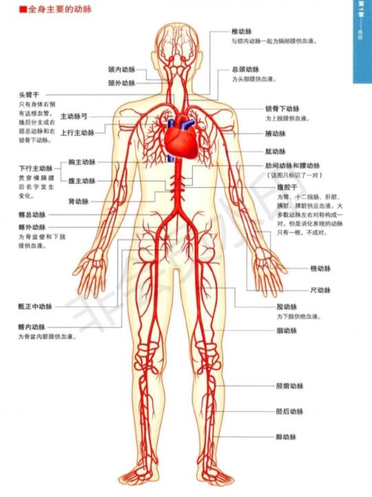 全身静脉VS全身动脉