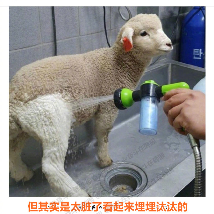 以防你没见过小羊洗澡前后的变化~ 海外新鲜事 热点现场