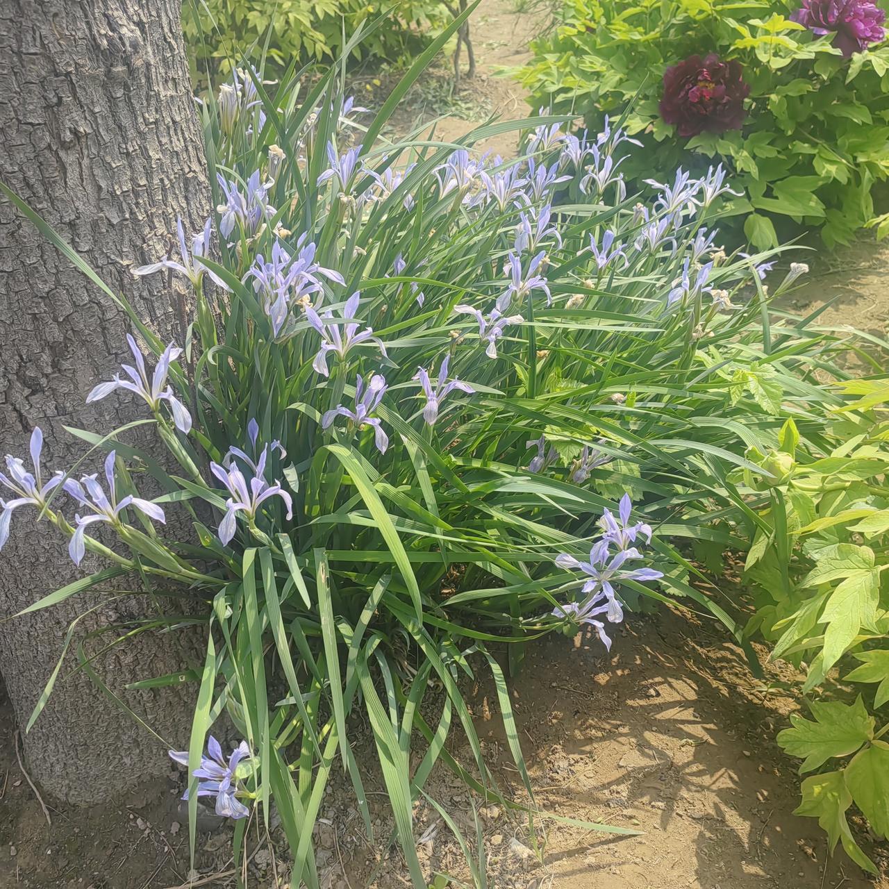 有认识这是什么植物？真好看，尤其紫色，瞬间被征服。友友看这什么花 友友看这啥花 