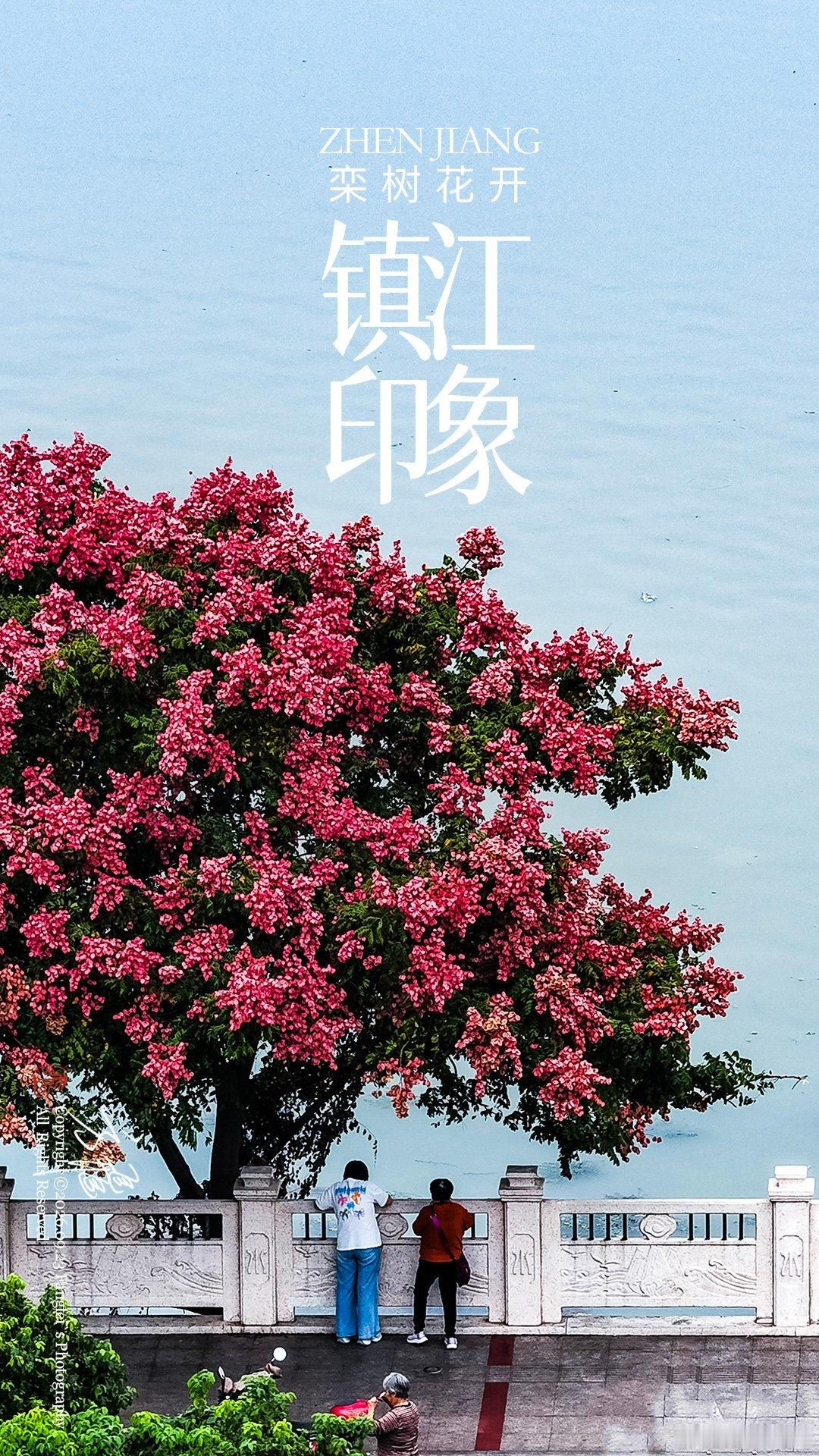 镇江印象｜栾树花开镇江滨水路，北固山至焦山之间。栾树大道迎来初秋盛景，黄花、红果