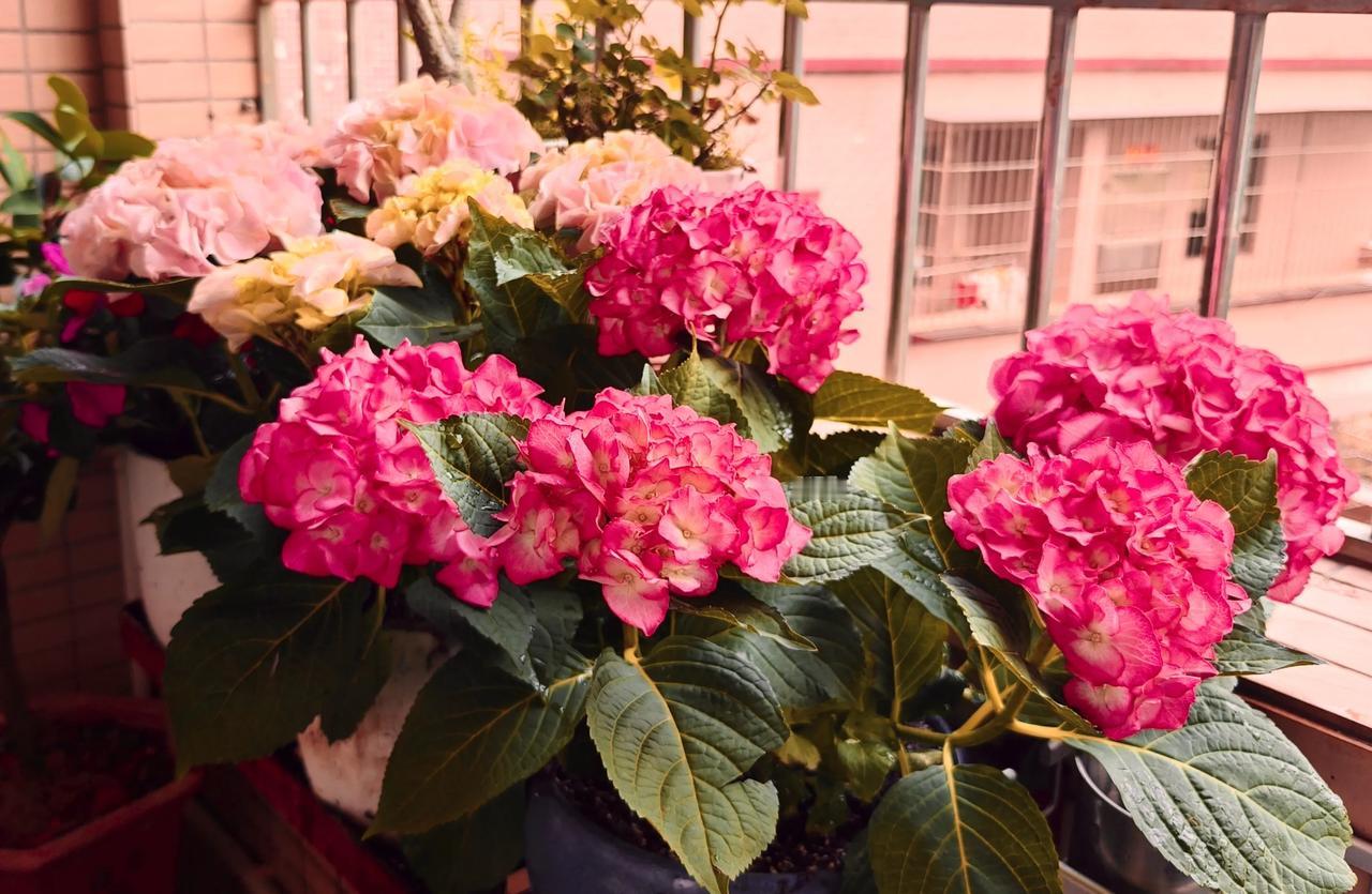 你家窗台的花开了吗我只是在佛山农村租的住房，面积就只有不到60平方，这种农村的房