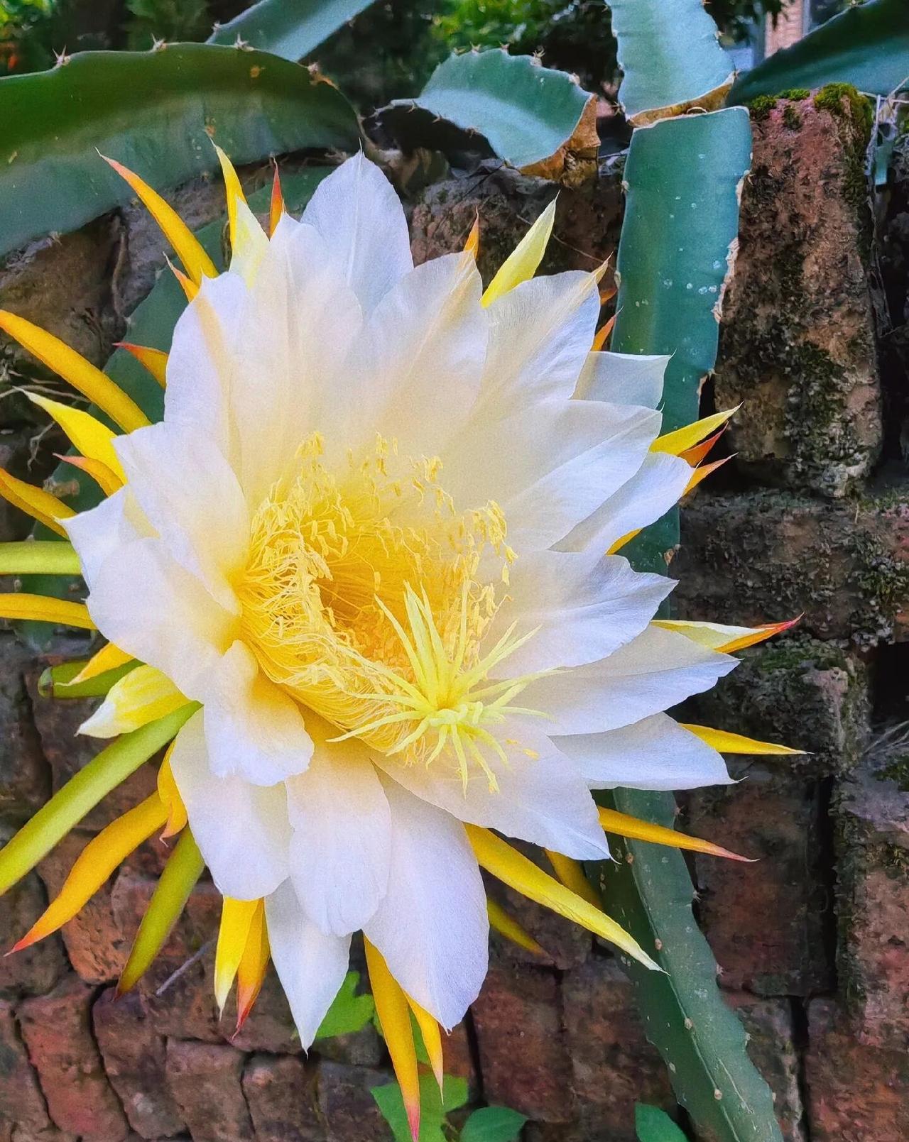 今年最舍不得删的照片手机相册里面留的花。当时拍的时候什么时候忘了不过这花永远的记