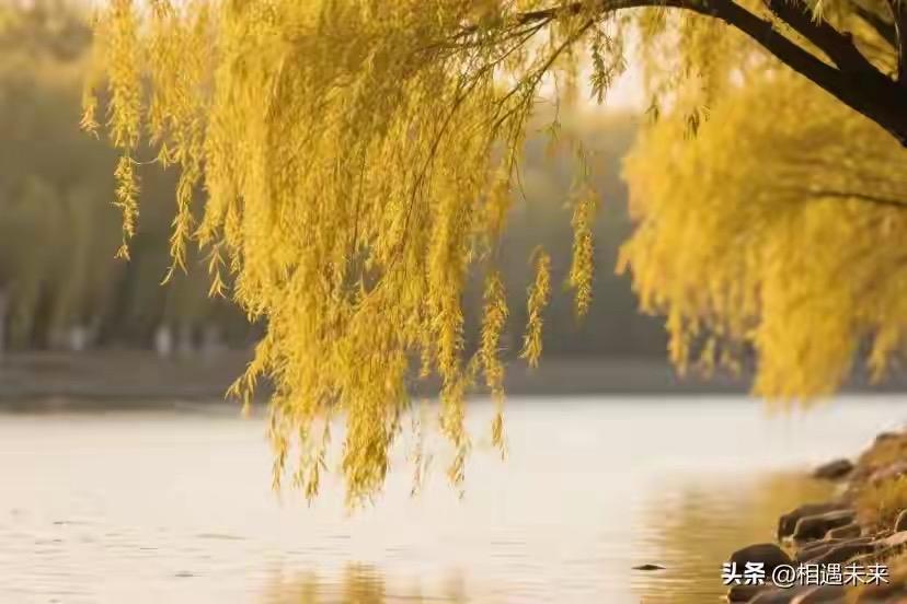 清风拂岸搖金柳，
立地通天赏白杨。
横批：《金柳与白杨》