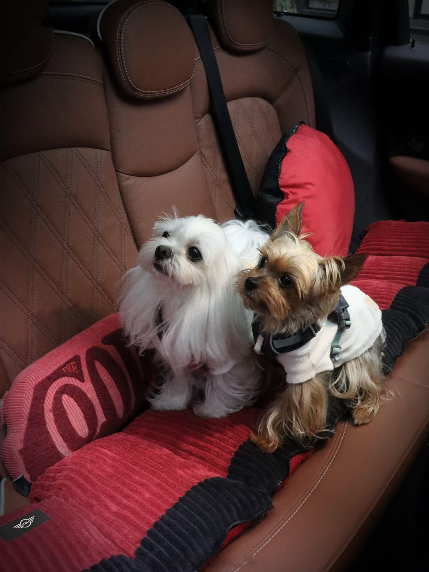 这也太可爱了吧MINI 发布原厂MINI Pet Lover🐱🐶毛孩子专属携