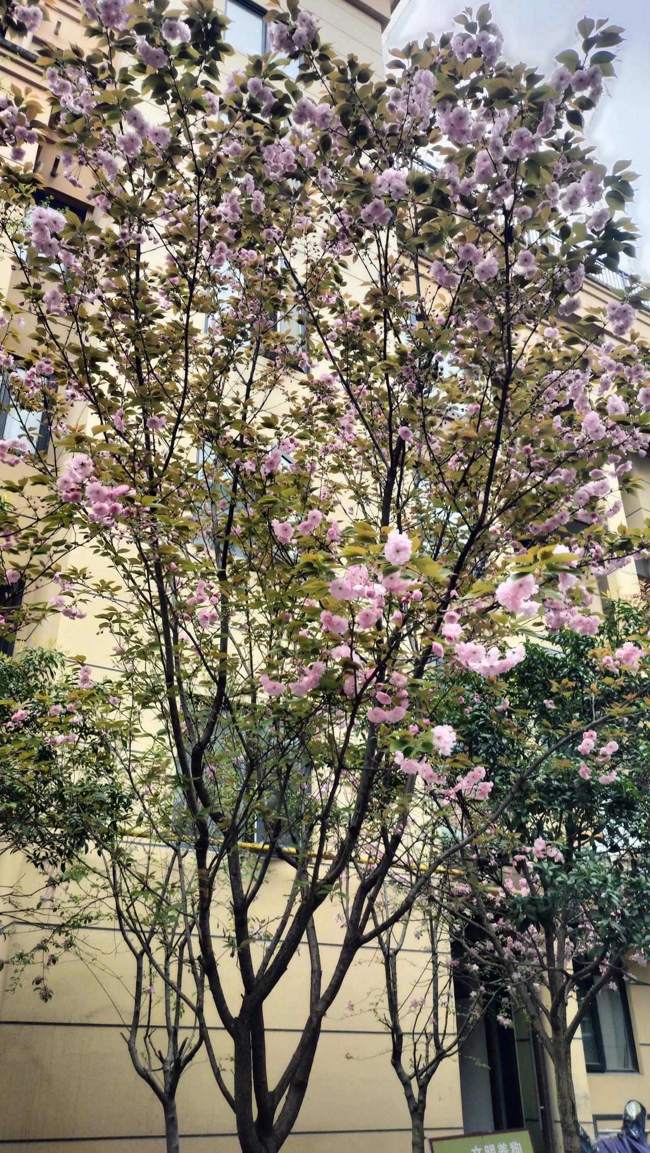 赏花何必东跑西跑，隔壁小区就有[玫瑰][玫瑰][玫瑰][玫瑰][玫瑰][玫瑰][