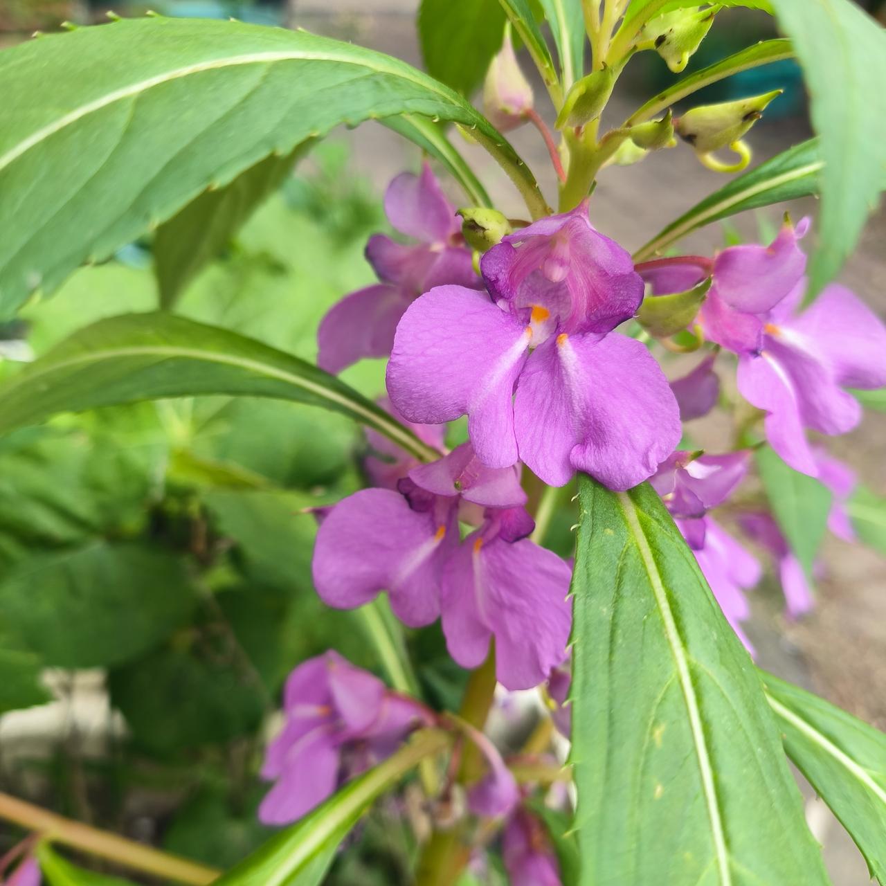 晒图笔记大赛头条上的朋友们，你们认识这种花叫什么名字？估计五零，六零，七零后都知