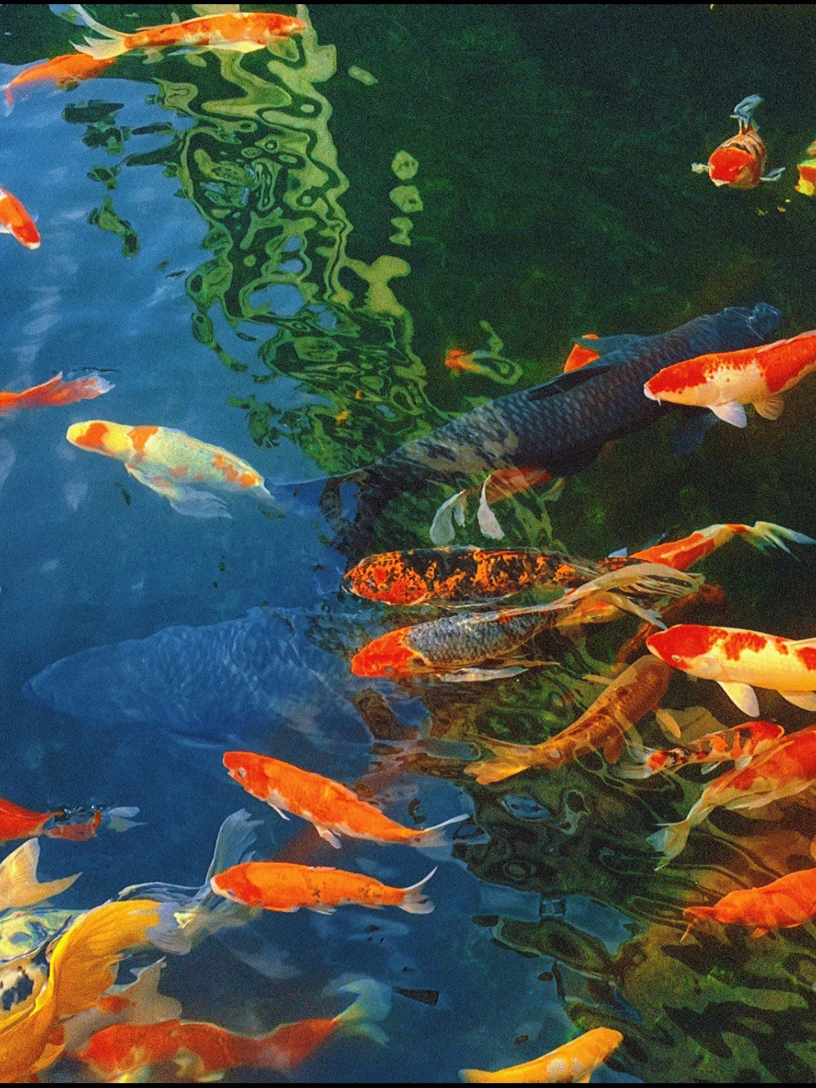 锦鲤 接 好运 ​​​