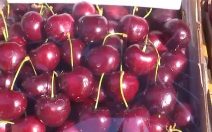 【车厘子价格跳水了】继11月份空运车厘子登陆市场后，12月初，海运车厘子也大量到