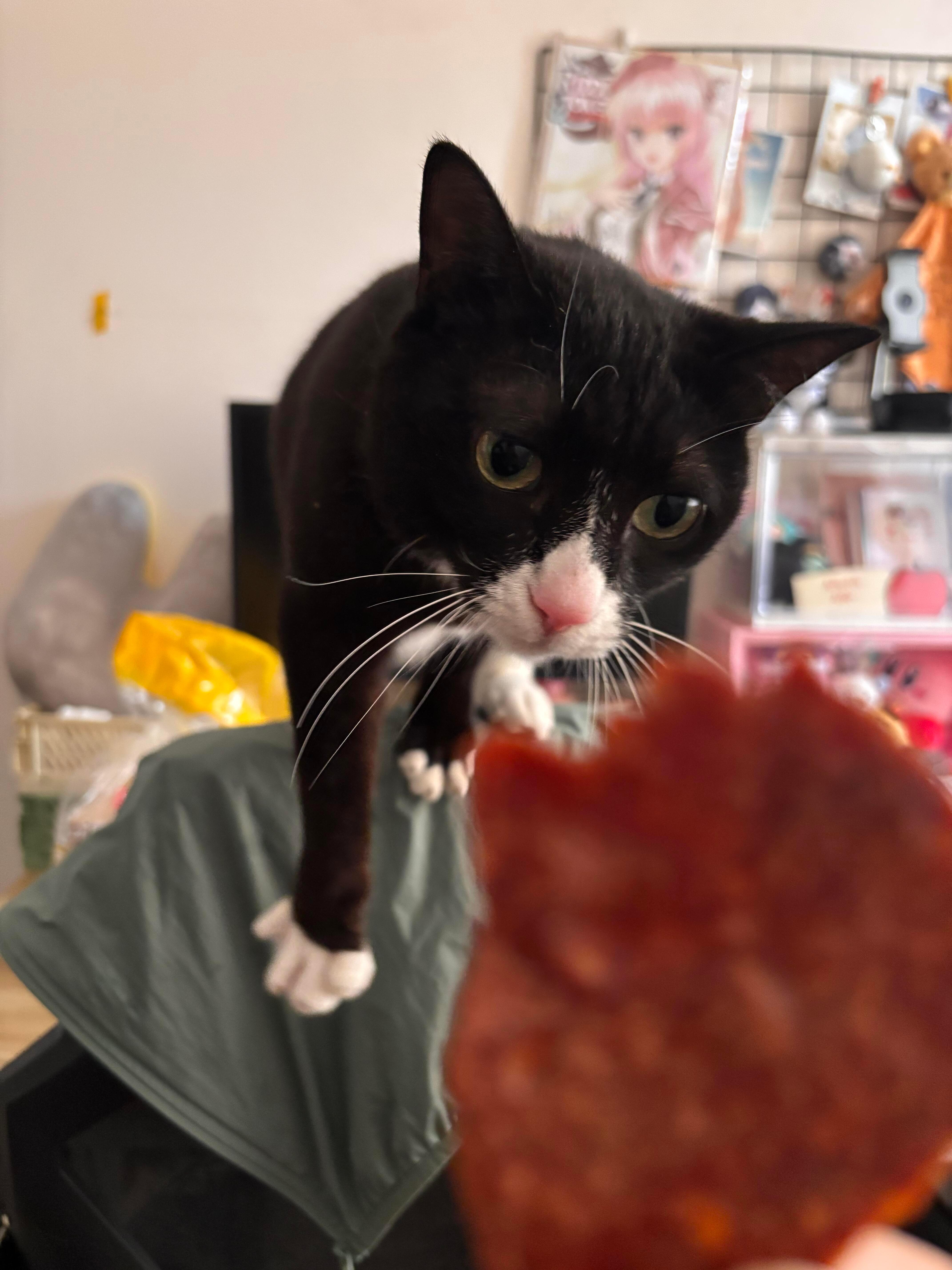 小猫哪里经得住这样的考验！ 