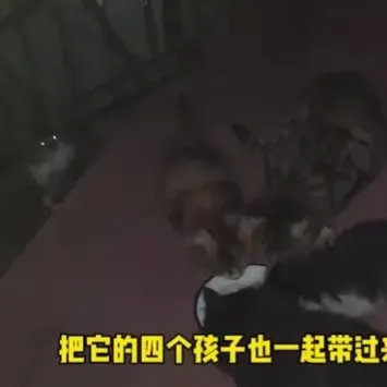 沈阳的冬天好冷啊！好心的居民不忍那怀孕的母猫挨饿，经常的照顾它，它对这个好心人，