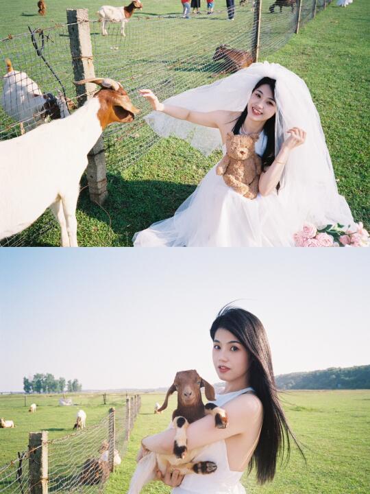 胶片客片🎞️｜婚纱和草地小羊🐑