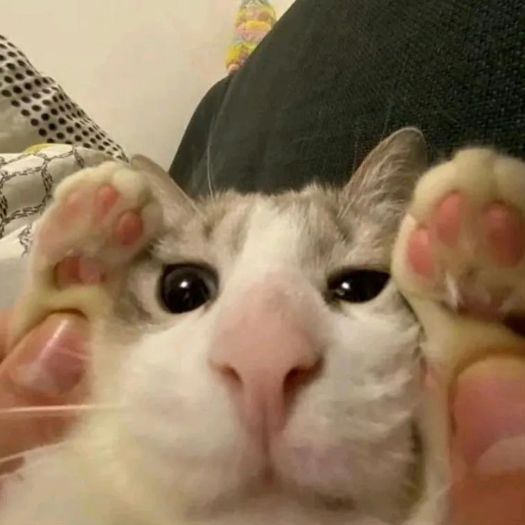 看看猫猫meme