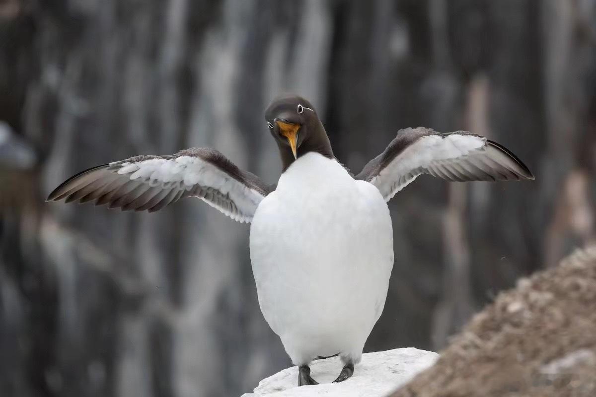 我到底什么时候看这个眼圈能不笑 