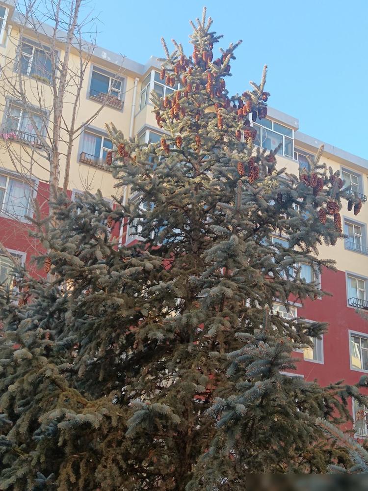 等了一个多月的事业编成绩终于出来了，儿子以笔试第二的成绩再一次进面，可喜可贺！