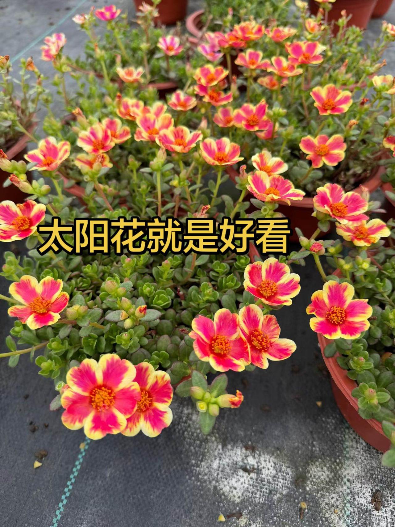 太阳花就是好看哇！fanbeauty面膜 好东西晒点大会 养花人的精神世界 热爱