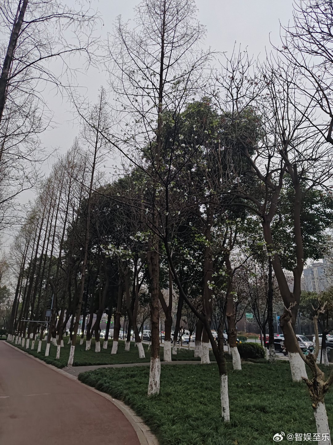 《小花》位卑人不瞄，狗过也撒尿。无支显傲俏，迎春自妖娆。 