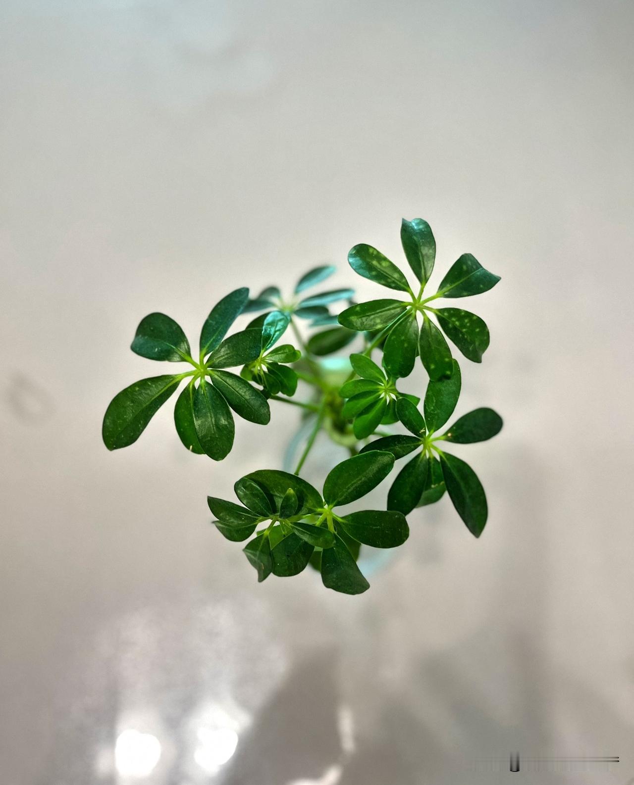 老子说：“大恩之后，必有大恨；
大爱之后，必有大怨；大善之后，必是大恶；大喜之后