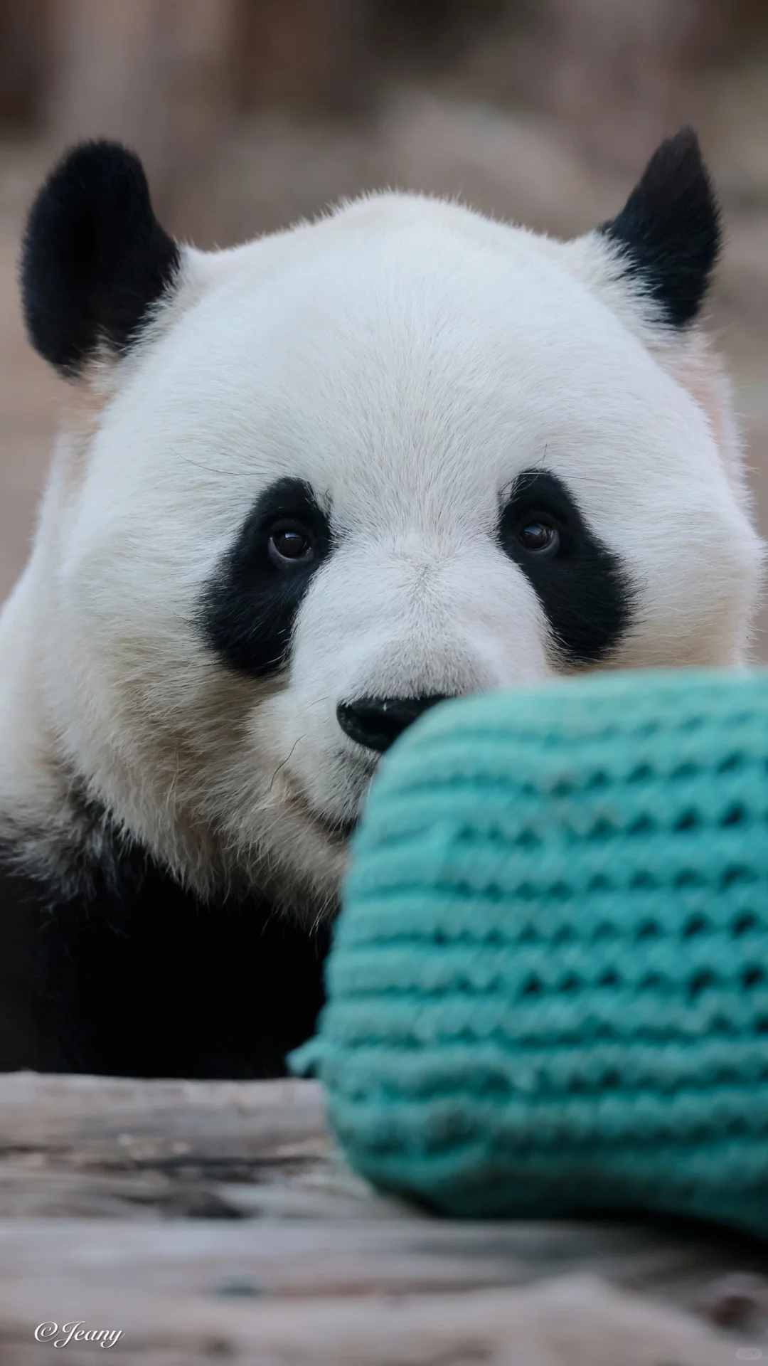 12.9萌兰🐼每天的幸福就是从人群缝中看萌兰