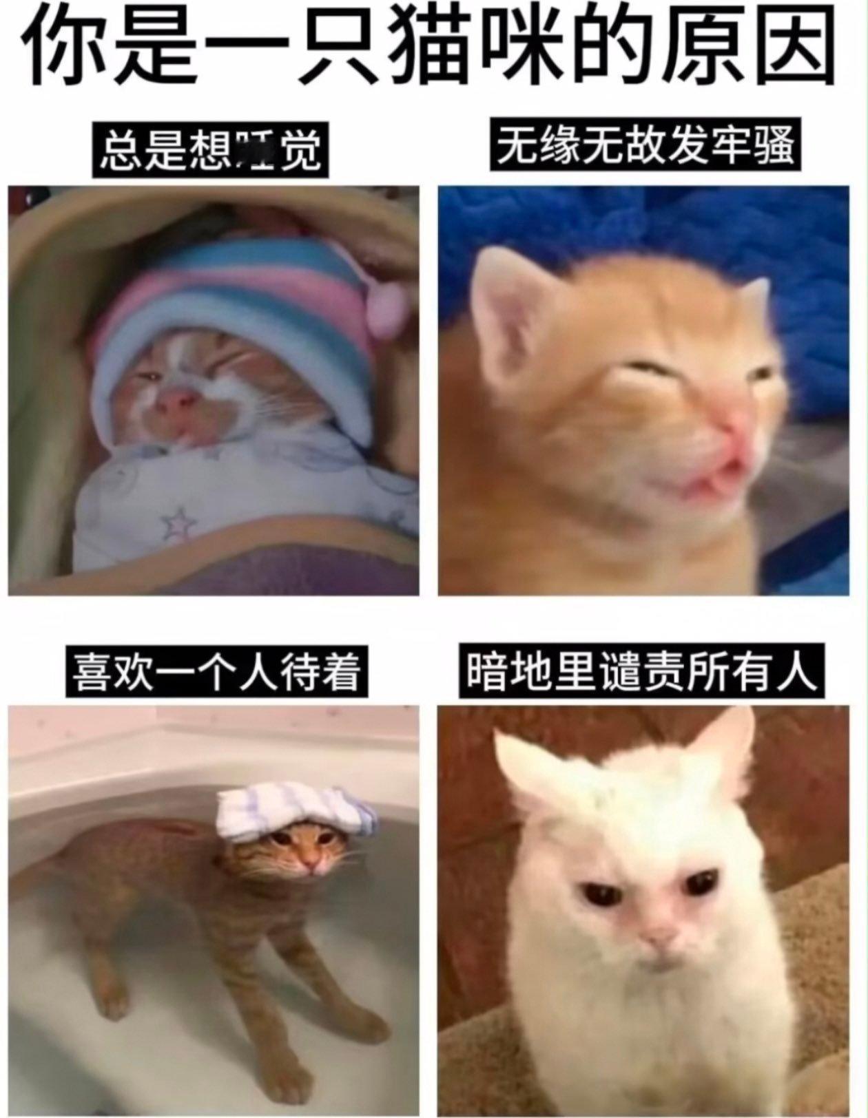 人作为咪的证据