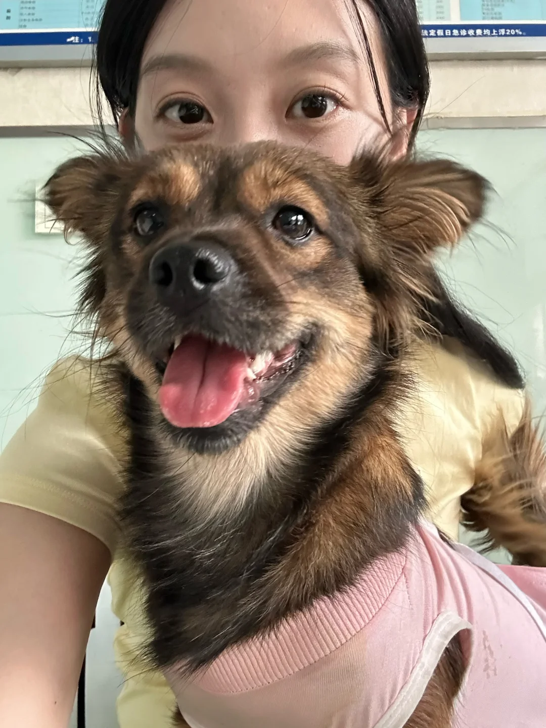 小型犬 小流浪找新家