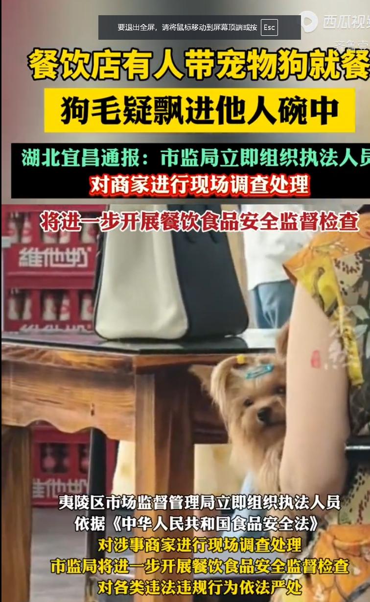 湖北一家早餐店里，顾客周先生坐下准备吃饭，一眼看见邻桌女子随身带着宠物小狗进店。