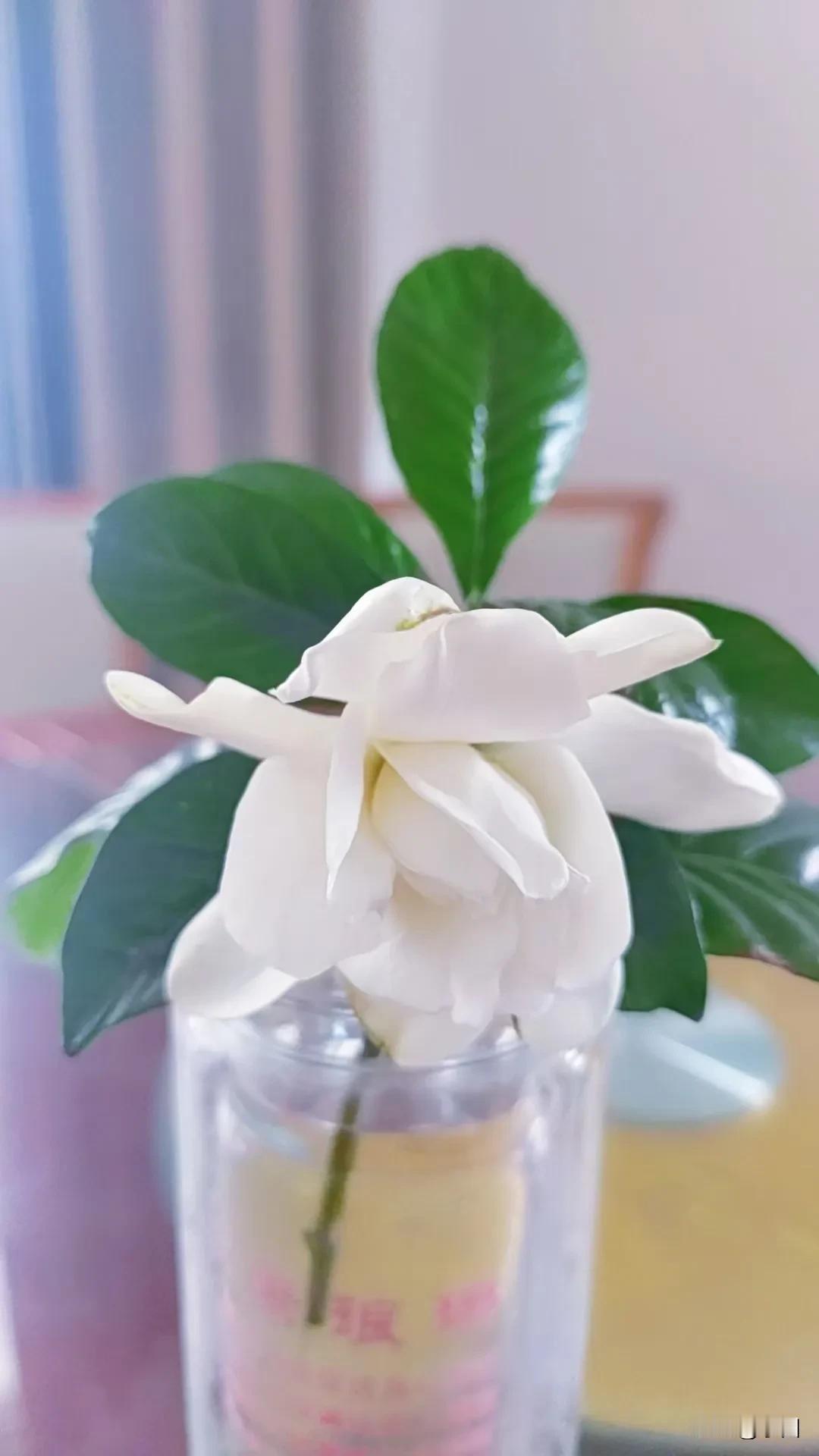 这是一朵有思想的花，洁白无瑕的花辨。淡淡的清香，会缓缓地释放出来，别一朵在发间，