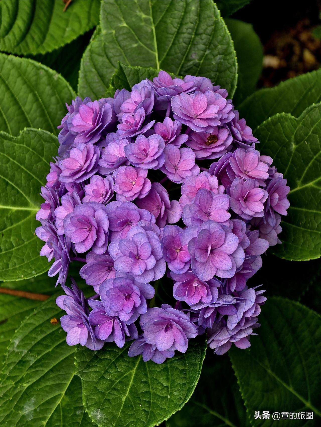 绣球花
庭院团团一簇花，夏来开得满枝霞。
不分红紫堆成球，尽把轻云聚作纱。
晨露