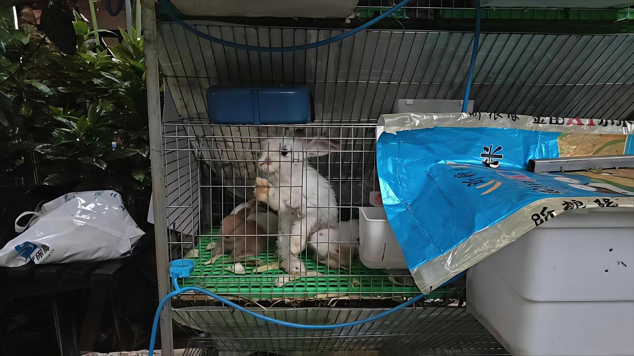 我回东北老家还有一桩心事就是兔子谁帮我喂。我从去年冬天到了西双版纳 ，就开始养兔