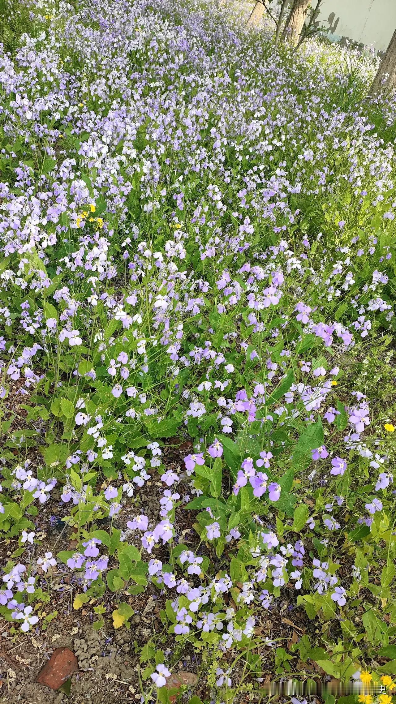 随手拍山花野草