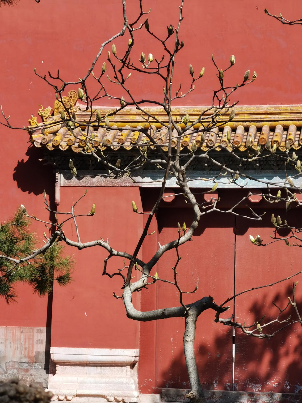 北京太庙门票2元，简直太便宜了，真的是国内无双。

眼下正是北京玉兰花盛开季，太