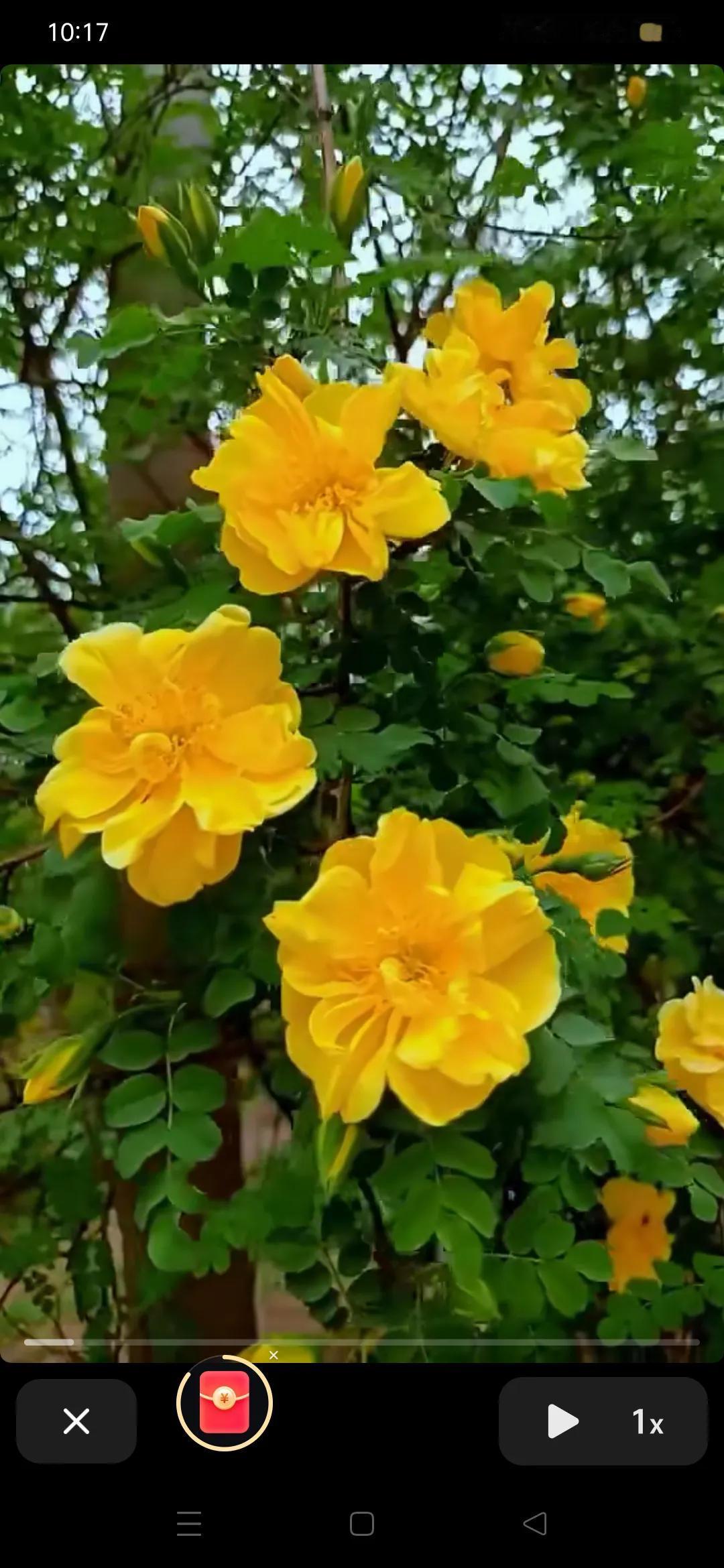 谁有花草照片，可以晒下吗