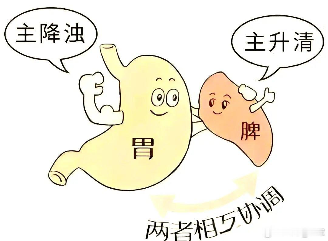 中医说的脾，不单是解剖里的脾脏，它是一套完整功能系统：主司食物消化吸收，生化气血