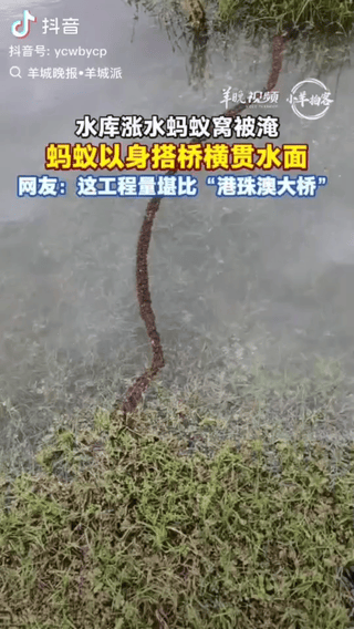 “解释不清了！”福建一位男子暴雨后出门，路过一处积水路段时，发现水草堆连到岸边有