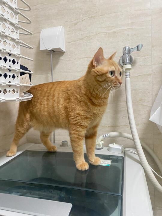 快八岁的橘猫身材很标准呢