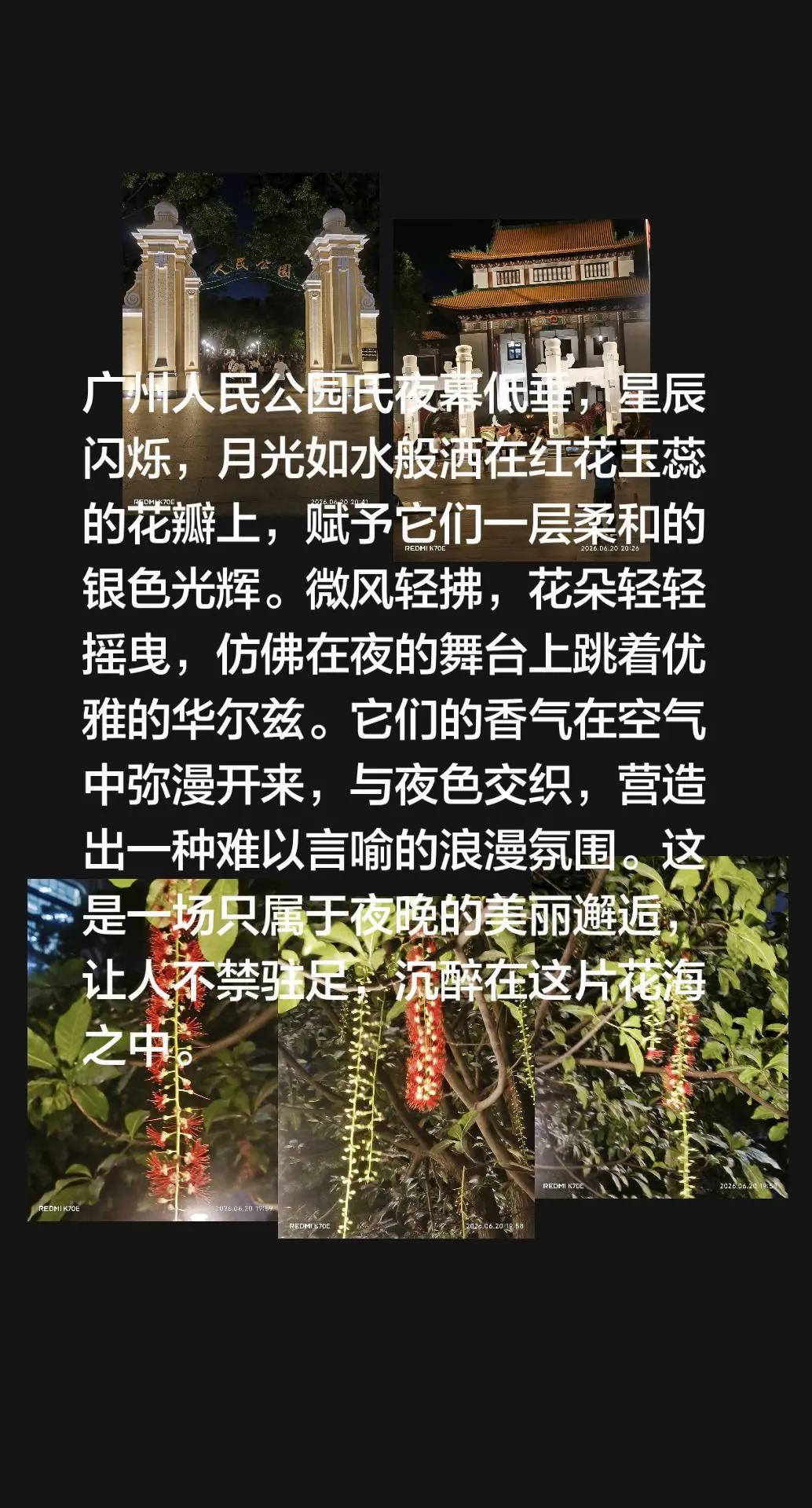 邂逅花与树的浪漫。我评论了@冯小溪河 的作品：广州人民公园氏夜幕低垂，星辰闪烁，