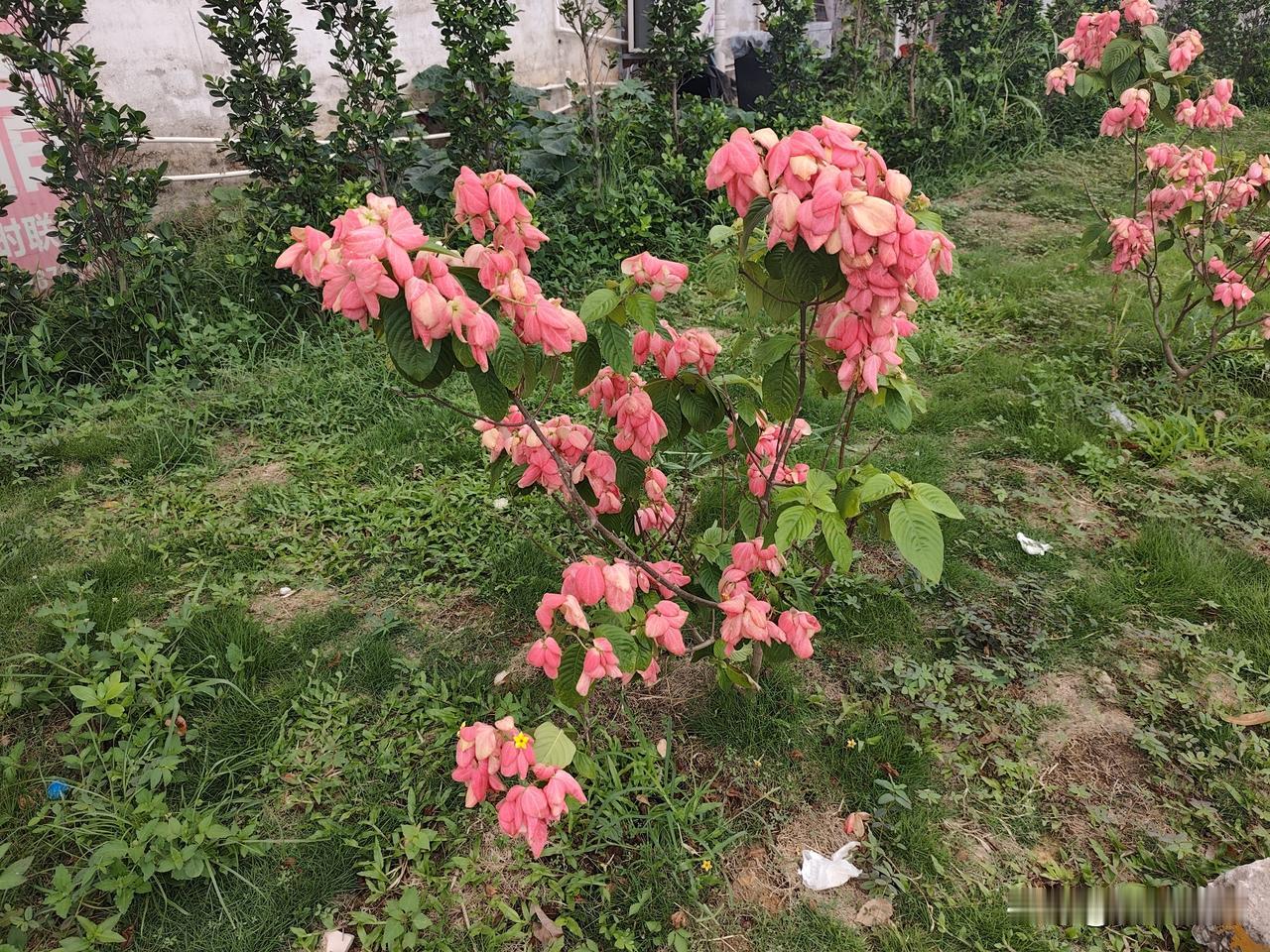 晒图笔记大赛路过十字路口发现有好几株花树，粉粉的花惹人爱人，遗憾的是自己孤陋寡闻