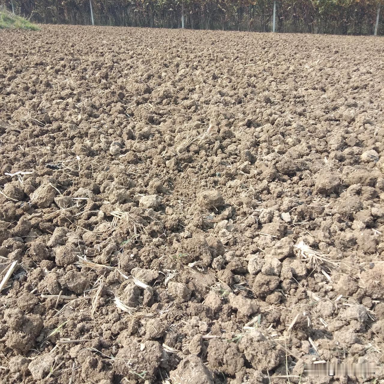 昨天天气特别阴，很多人匆匆忙忙把小麦种上了，然后又打工去了，今天又出个大太阳，如