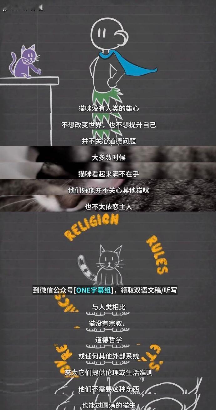 猫猫的猫生价值观和人类的好不一样！#人生幸福快乐的秘密都在猫身上了##一年一度新