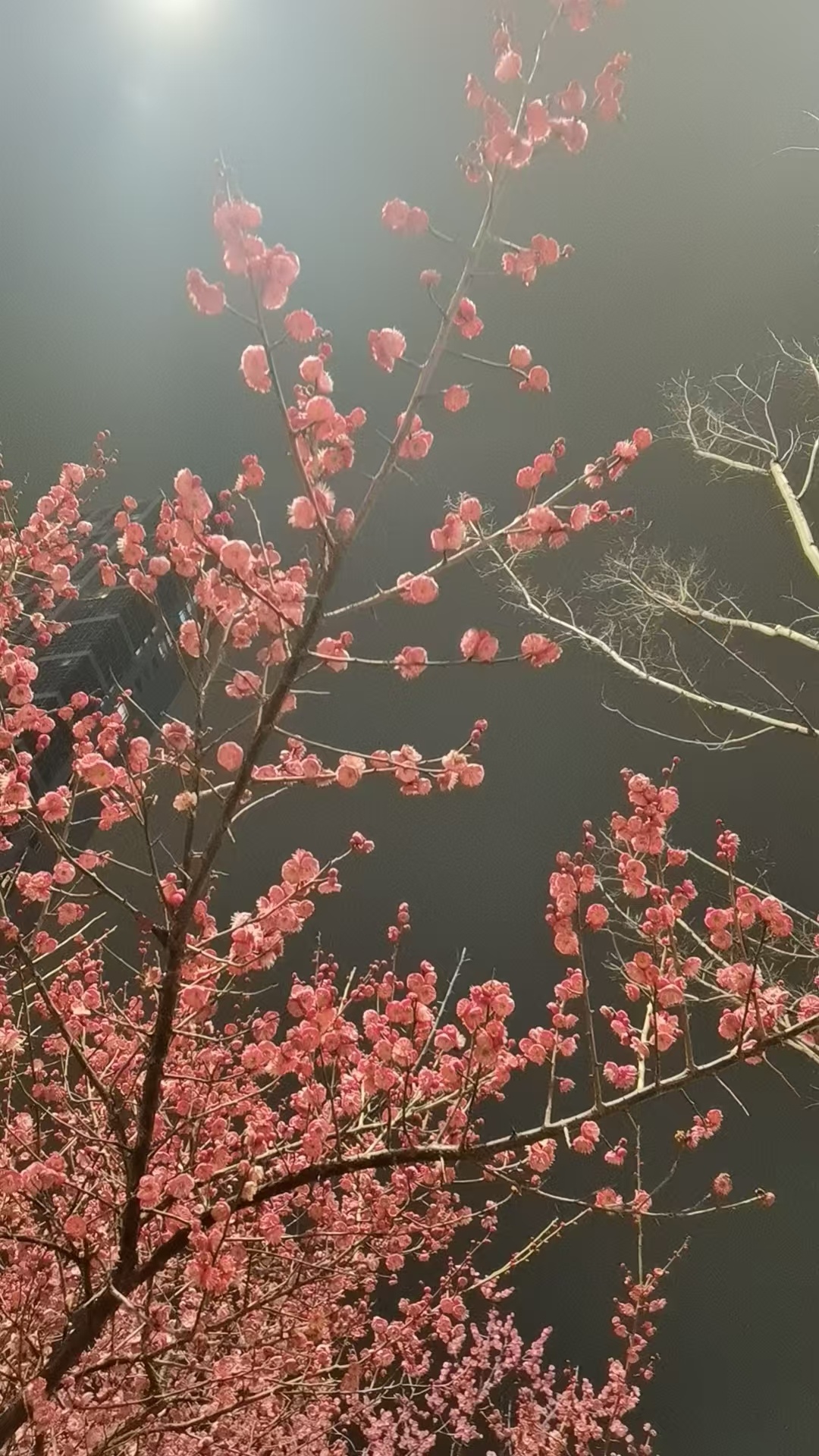 又到梅花季 