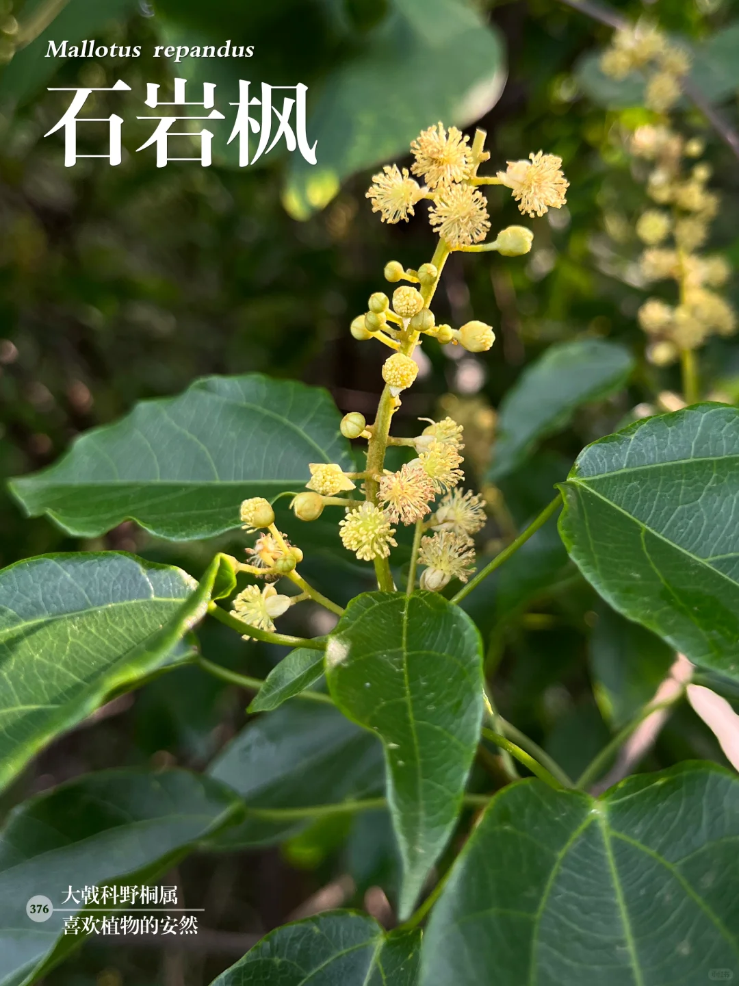 福州植物打标376｜石岩枫