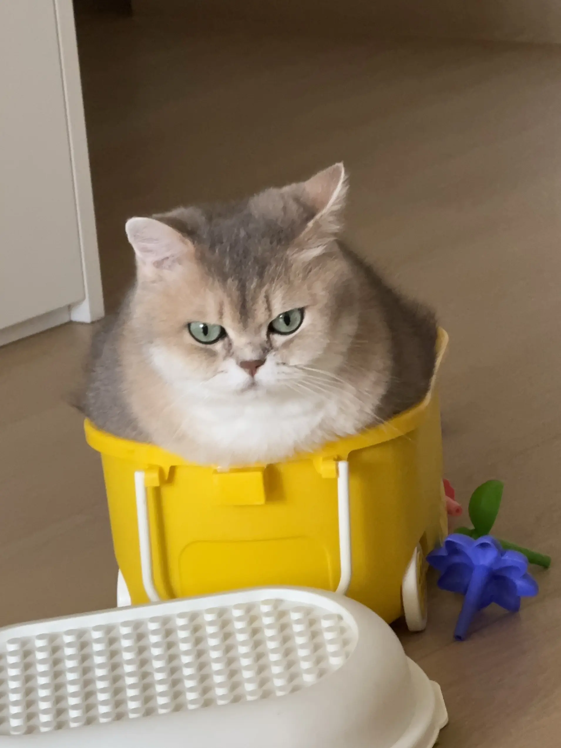 aui，相对，那就针锋相对！猫耳朵里有故事你说对不对？