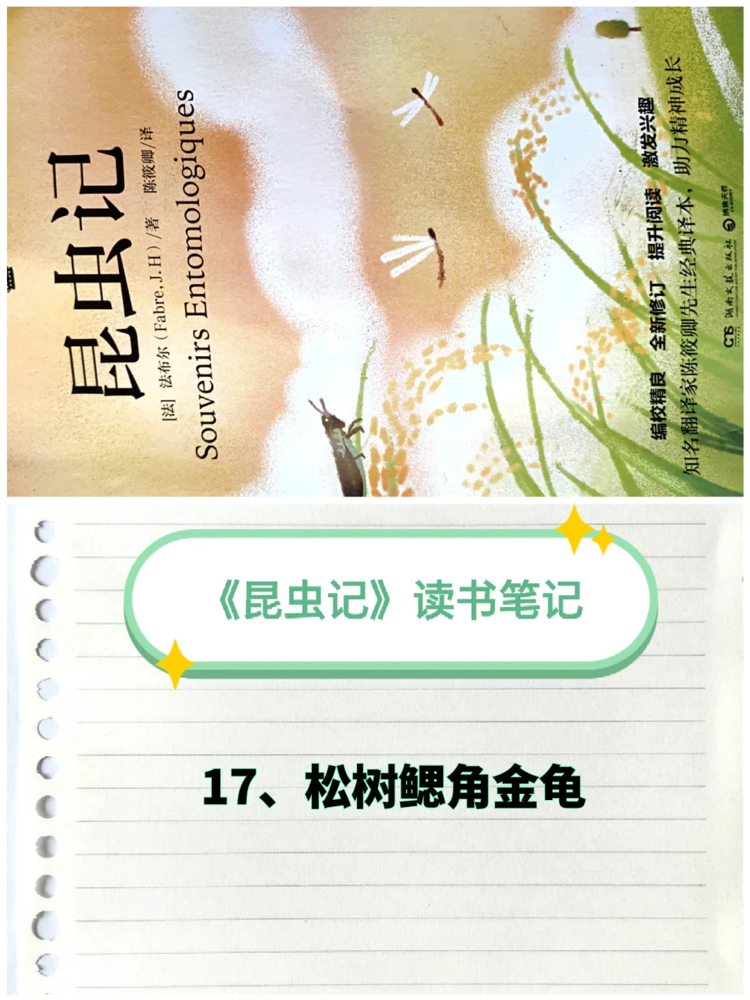 《昆虫记》笔记（17）：松树鳃角金龟