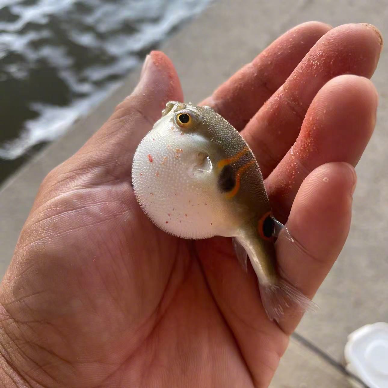 鸡泡鱼虐我千百遍😂 