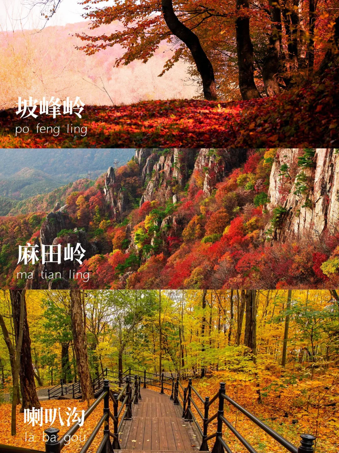 北京周边9大赏秋圣地🍂10月下旬美到失语