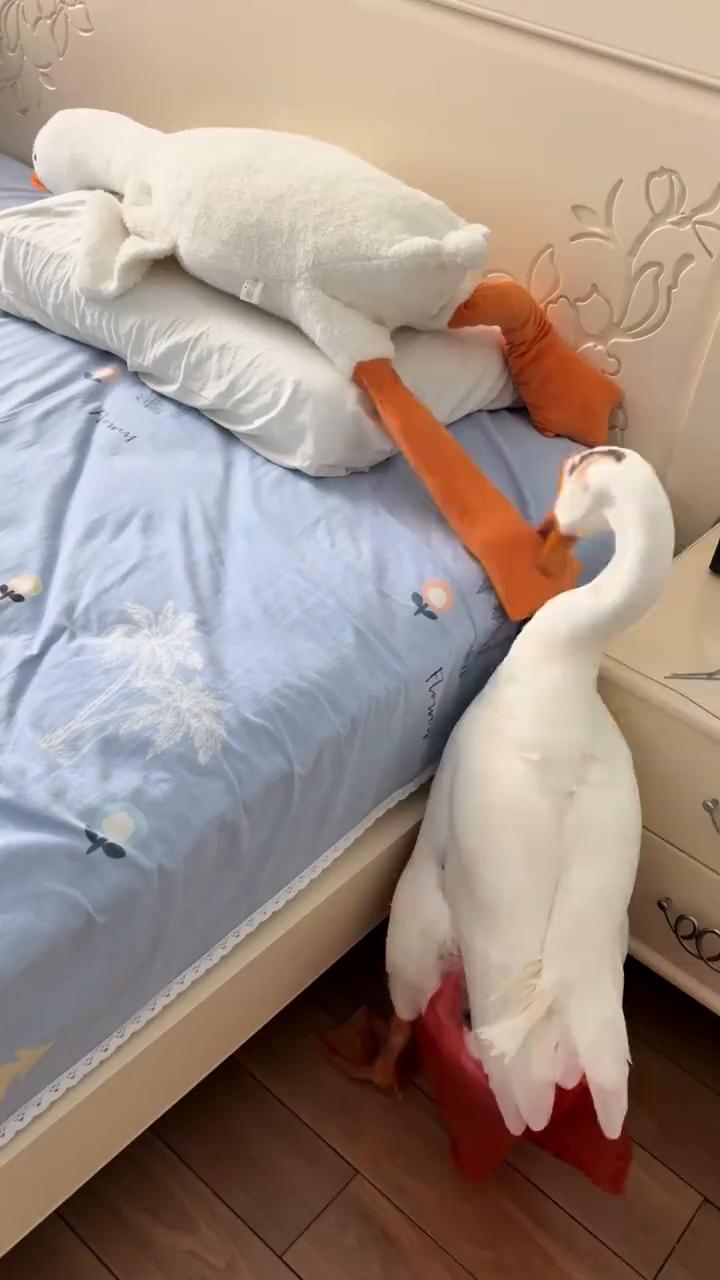 这波操作都看傻了。