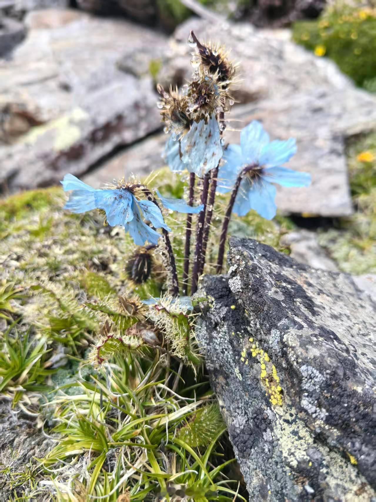 喜马拉雅山水与花草 