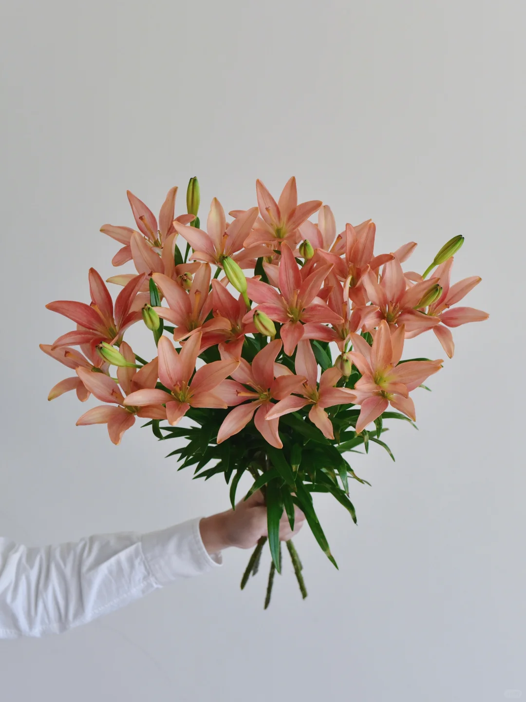 百合·梅花三弄